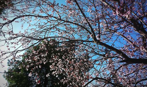 Low angle view of tree against sky