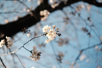 Low angle view of apple blossoms in spring