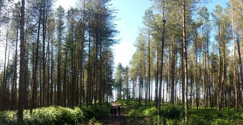 Trees in forest against sky