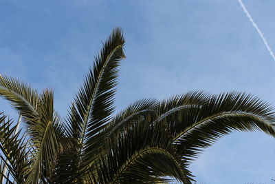 Low angle view of palm tree against sky