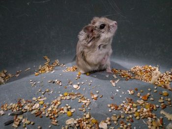 Portrait of a hamster looking away