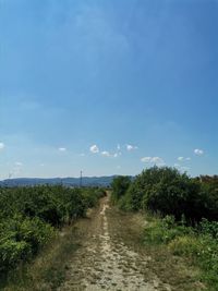 Dirt road along plants and landscape against sky