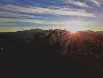 Silhouette trees against sky during sunset