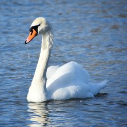 Swan swimming in lake