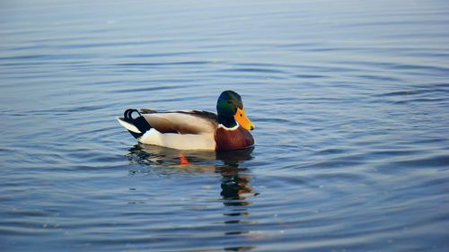 Duck swimming in lake