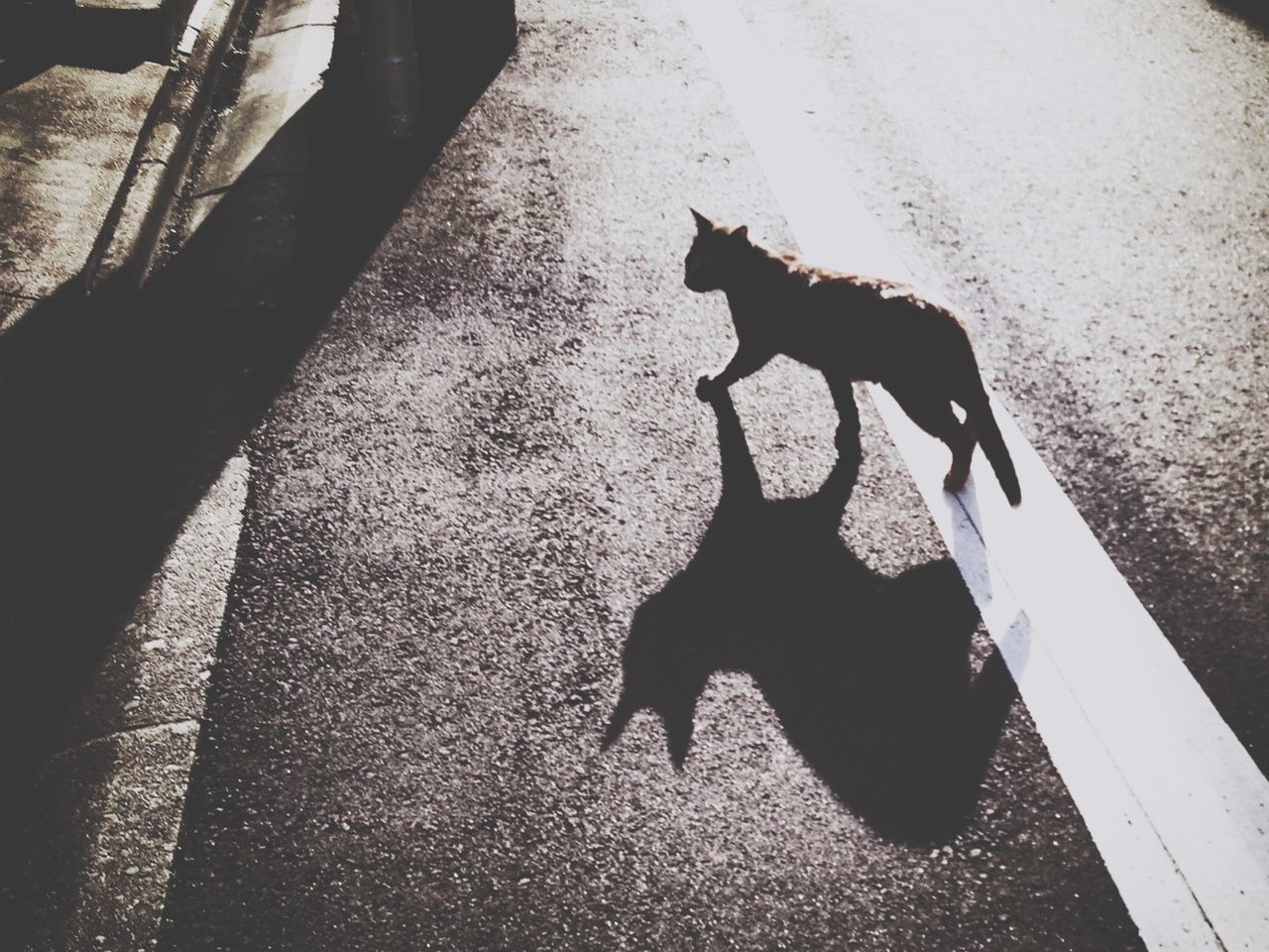animal themes, domestic animals, one animal, pets, mammal, dog, high angle view, shadow, domestic cat, black color, sunlight, walking, street, cat, full length, standing, outdoors, day, vertebrate, side view