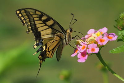 Close-up of butterfly pollinating on flower