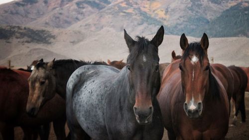 Horses on field against sky