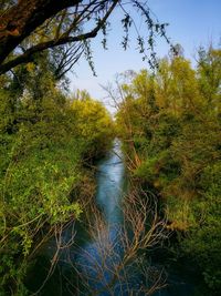 Trees in pond
