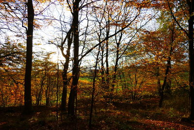 Trees in forest during sunset