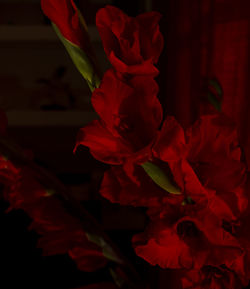 Close-up of red rose flower