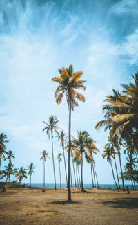 Palm trees on beach against sky