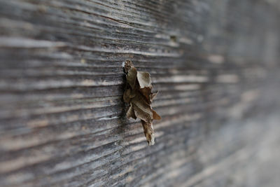 Close-up of leaf on tree trunk