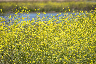 Close-up of yellow flowering plants on field