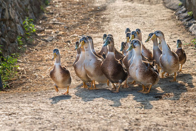 Ducks in a field