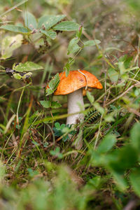 Close-up of mushroom growing on field
