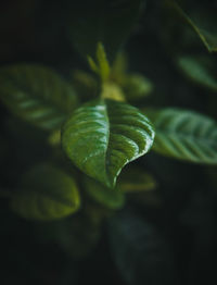 Close-up of fresh green leaf