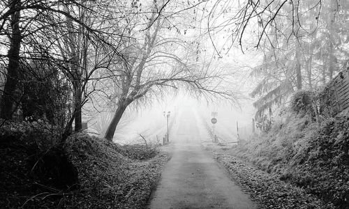 Road passing through bare trees