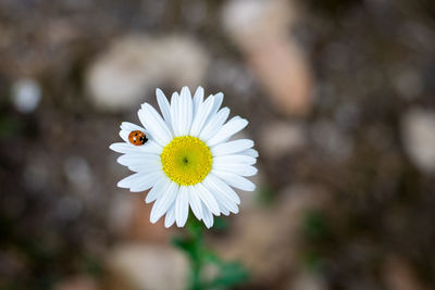 Close-up of white daisy flower