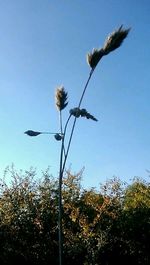 Low angle view of thistle against sky