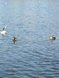 Birds swimming in water