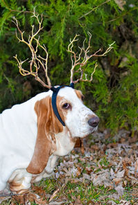 Dog on field wearing antlers 