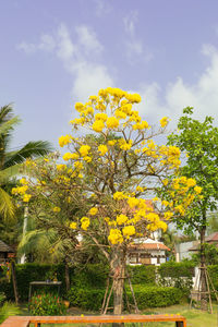 View of flowering tree in park