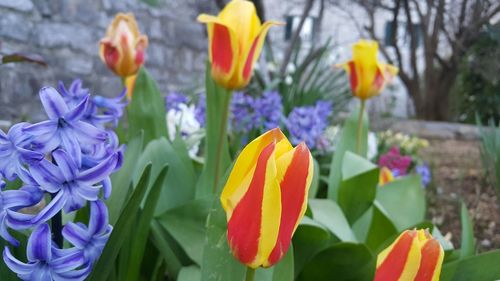 Close-up of crocus blooming outdoors