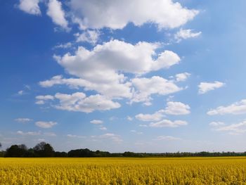 Scenic view of oilseed rape field against sky