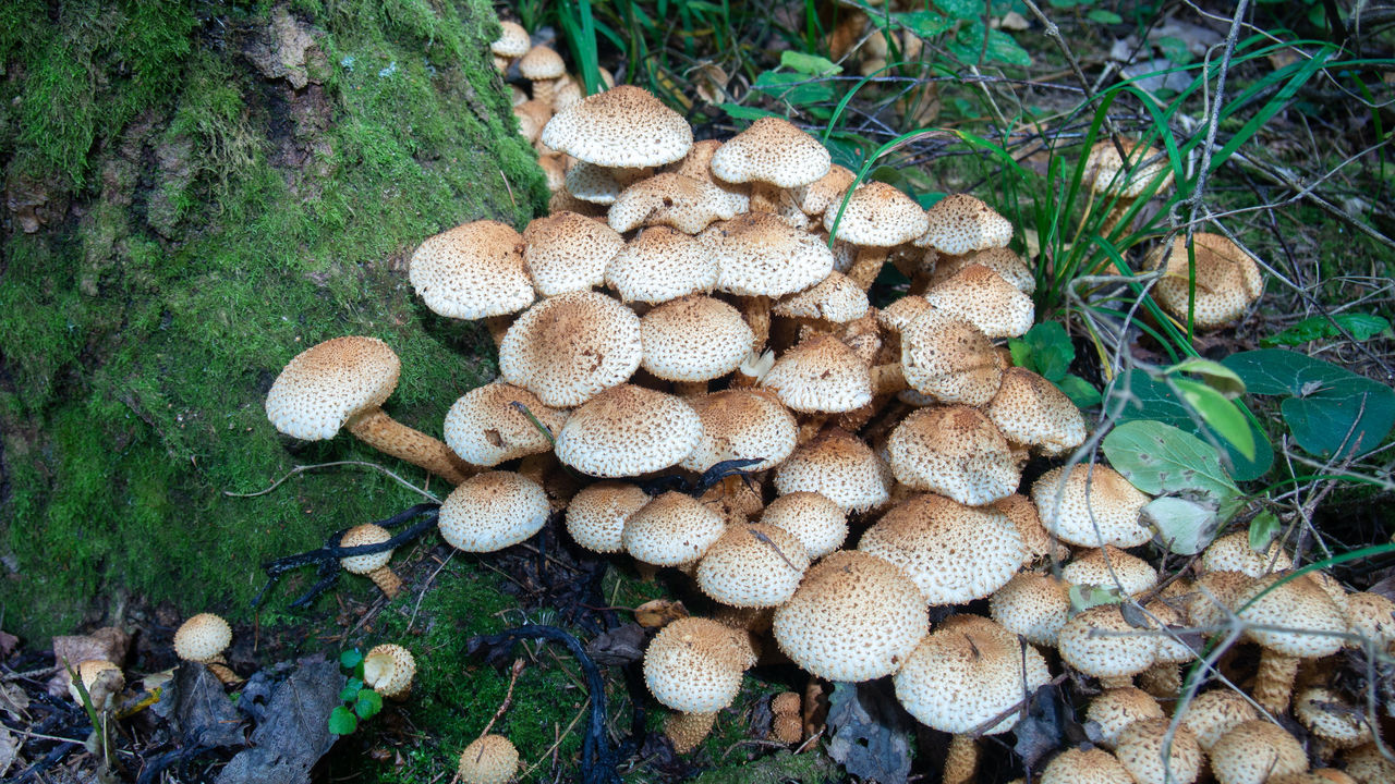 CLOSE-UP OF MUSHROOMS ON WOODEN LOGS IN FOREST
