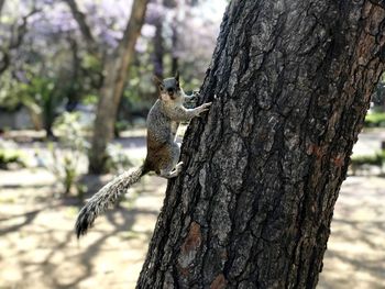 Close-up of squirrel on tree trunk on park