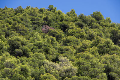 Low angle view of trees in forest against sky