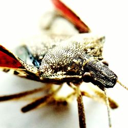 Close-up of insect