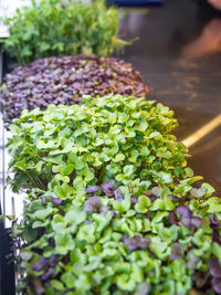 Close-up of fresh vegetables in market