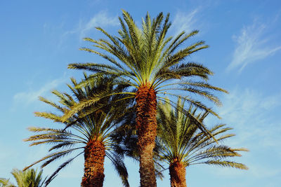 Low angle view of palm tree against sky