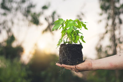 Close-up of hand holding plant