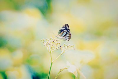 Close-up of butterfly pollinating on flower