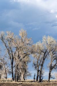 Bare trees on landscape against sky