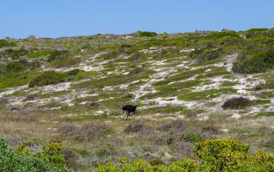 View of a horse on the ground