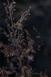 Close-up of dried plant