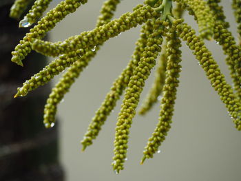 Close-up of flowering plant