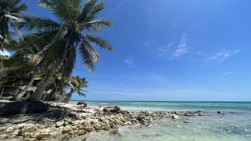 Saona island 