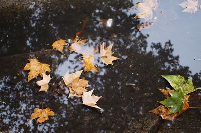 High angle view of leaves in puddle