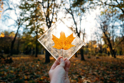 Plastic pollution, environmental problems concept. fall maple leaves in plastic container in hand