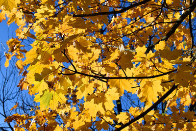 Low angle view of maple tree