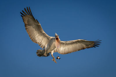 Low angle view of bird flying against clear blue sky