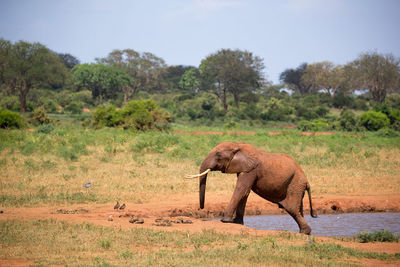 Side view of elephant on field