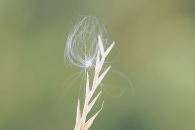 Close-up of white flower