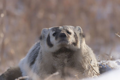 Close-up of an animal