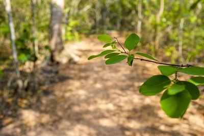 Close-up of plant